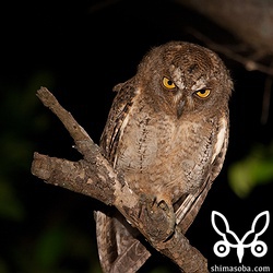 ちかくてもへいき。