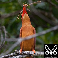 食ってるのはゴキブリかな?