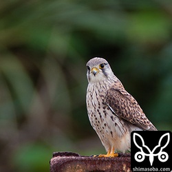 足下がばっちいけど。