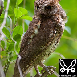 巣立ちしたヒナたちを見守る親鳥。
