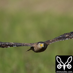 2012年の会社の年賀状に使った。