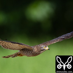 このあたりから飛びものにはまる…。