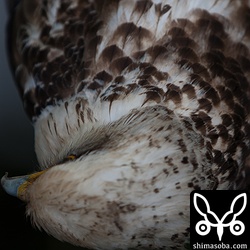 このアングルはなかなかないなー。