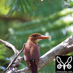 巣立ち後、数週間たったアカショウビン。成鳥に較べるとじみー。