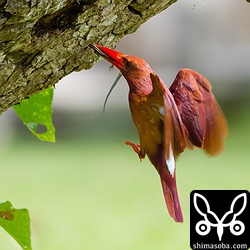 トカゲを運ぶアカショウビン。