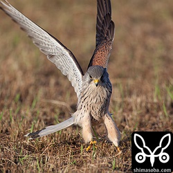 かわいい顔して獲物におそいかかる!!ピントが甘いのが残念…。