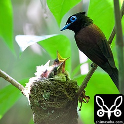 このオスは尾が短いけど、数十センチまでのびるのがふつーです。