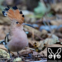 5D Mark II の ISO1600でこれなのねー。1D Xが楽しみだわ。