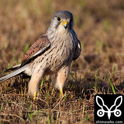 すぐ近くにおりてきたチョウゲンボウのオス。