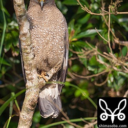 こっちをにらんでるー!