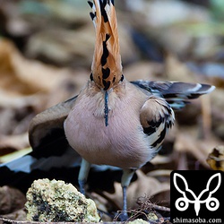 見事なモヒカン。