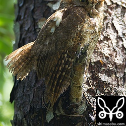 スコールで水浴びしに出てきたコノハズク。