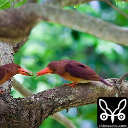 求愛給餌は一瞬の出来事。