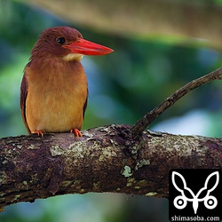 お気に入りの写真。