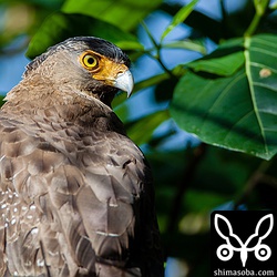 EXTENDER EF1.4×IIIのテストをかねつつカンムリワシ。