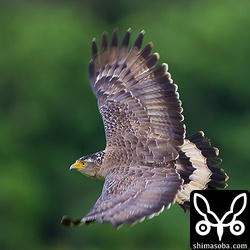 カンムリワシの飛翔。