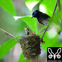 オスのサンコウチョウ。