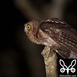 オスのリュウキュウコノハズク。鳴き声でわかる。