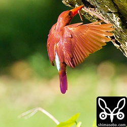 ミミズを運ぶアカショウビン。