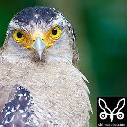 うつくしいカンムリワシ。

トリミング。