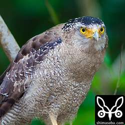このカンムリワシの道路沿いの木に止まっていました。八重山路はゆっくりはしりましょう!