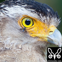 吸血虫にやられても問題ない!これだけ解像するなら、ハチゴローよりロクヨンとエクステンダー1.4のほうが使い勝手がいいと思う。トリミング。