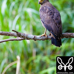 枝から獲物を探すが、なかなか見つからず。

トリミング。