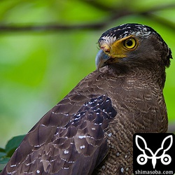 くちばしの周りに血糊が…。

トリミング。