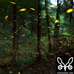 17-40mmで約10分露光。レンズも暗いし広角なんでかなりの長時間露光しないとホタルが写らない…。