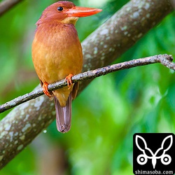 リュウキュウアカショウビンのメス。シャッタースピードあがらなくて1/6。トリミング。