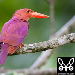 リュウキュウアカショウビンのオス。右足が変形してる。夕暮れ間際、羽アリをペアで空中キャッチしまくり。くちばしの先から、羽アリの羽がすこしでてる。

トリミング。