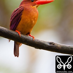 リュウキュウアカショウビンのメス。雨が降っていたので、頭に雨粒がみえます。トリミング。