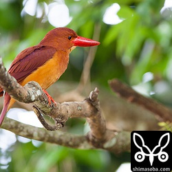 人をおそれない個体。たぶんメスかな。

トリミング。