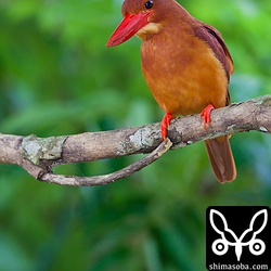 リュウキュウアカショウビンと緑はきれいなくみあわせ。このあと、獲物を捕まえて森の奥へ飛去りました。

トリミング。