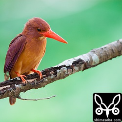 2時間まったアカショウビン!!アカショウビンが汚れてるのがざんねん。

ノートリミング!!