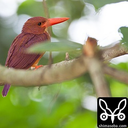 手前の木がじゃまー。