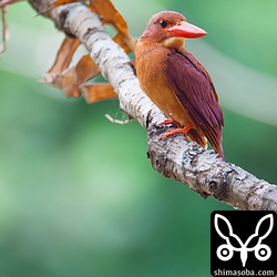 今のところ、毎回アカショウビン撮れてる。トリミング。