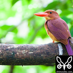 アカギとアカショウビンはベストマッチ!!トリミング。