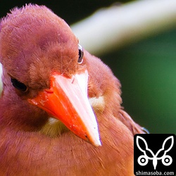 ずんぐりむっくりでかわいいアカショウビンですが、獲物を狙う表情は野生のそれだねー。超トリミング。
