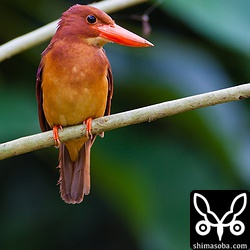 このアカショウビンが一生懸命に朽ち木に穴を掘っていました。後ろの枝がじゃまー。トリミング。