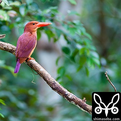 いい枝にとまってくれたアカショウビン。この後、左を向いちゃっていいのが撮れんかった。トリミング。