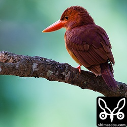 きれいだなー。