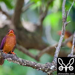 今日は、2ペアのアカショウビンを撮影する機会がありました。奥にもう1羽います。