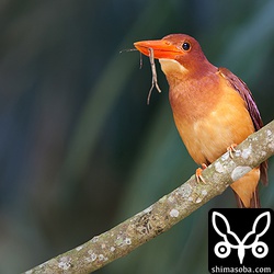 茂みに入ったと思ったらナナフシをつかまえていました。とても目がいいです。

トリミング。