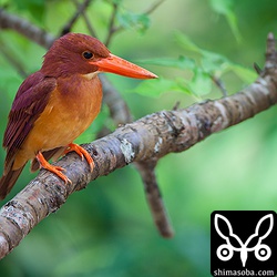 少し明るい環境にでてきてくれた。お気に入りの枝が折れてしまったので、その隣枝を使っていました。

トリミング。