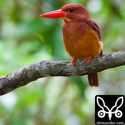 爪の先まで真っ赤っか。トリミング。