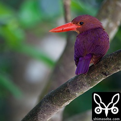 暗い環境で撮影すると、リュウキュウアカショウビン独特の赤紫が際立ちます。

マイナス1/3補正掛けてシャッタースピードが1/4というかなり暗い環境なので肉眼では、かなり黒く見えます。

トリミング。