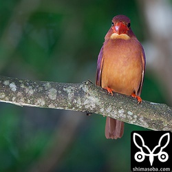 三脚の水平出すと忘れました…。右にさがってます。

トリミング。