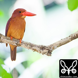 光の中のリュウキュウアカショウビン!!

トリミング。