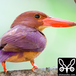 下からなめて撮ったら2頭身になっちゃった…。

トリミング。